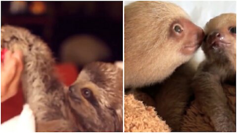 Cute Baby sloths being sloths - Compilation
