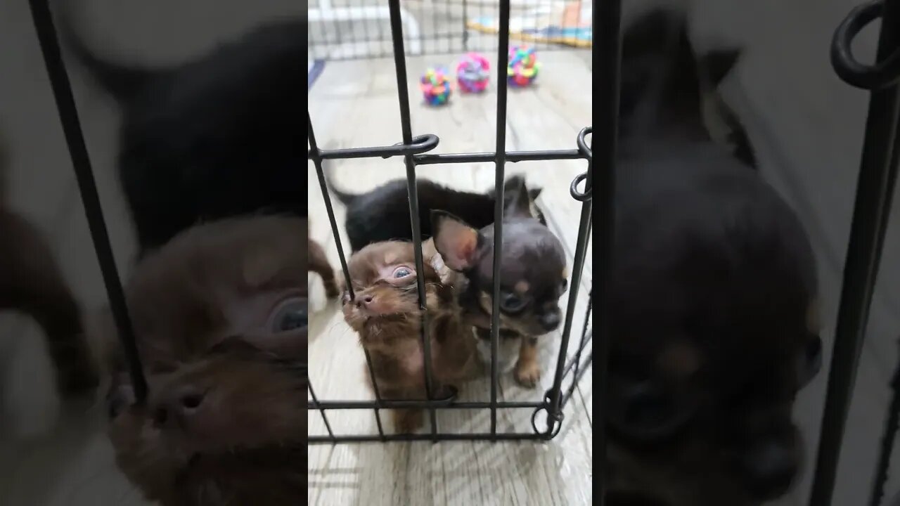 Orphan Chihuahua Puppies Playtime