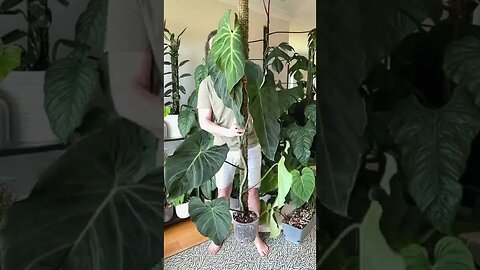 No plants were harmed in the making of any of my shorts ;) #philodendronsplendid