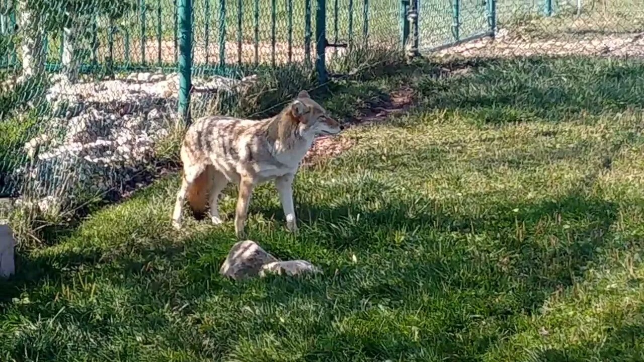 Coyote in the shade