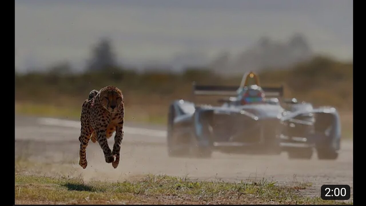 Drag Race, Formula E Car Vs Cheetah