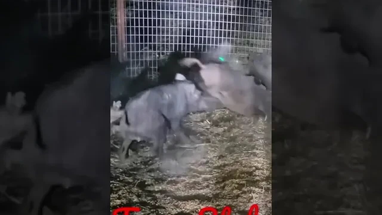 Hog Extermination Tejas Style