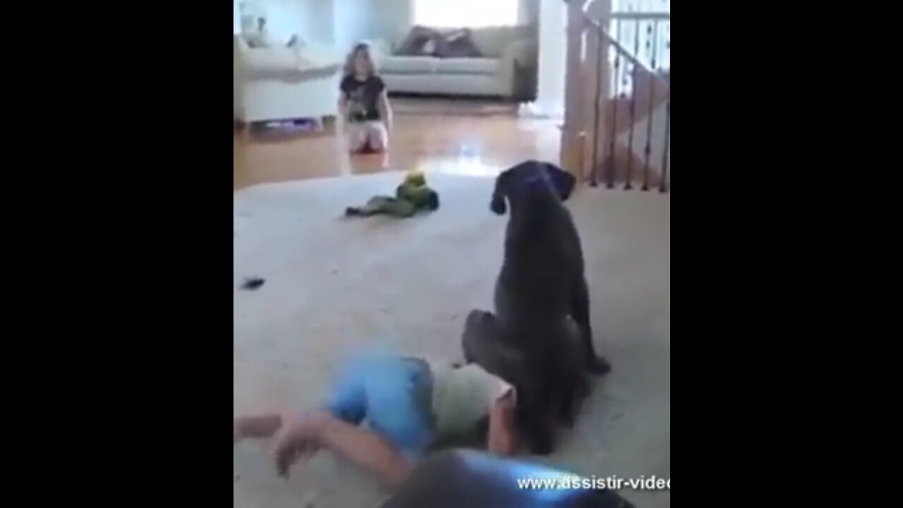 dog playing with baby