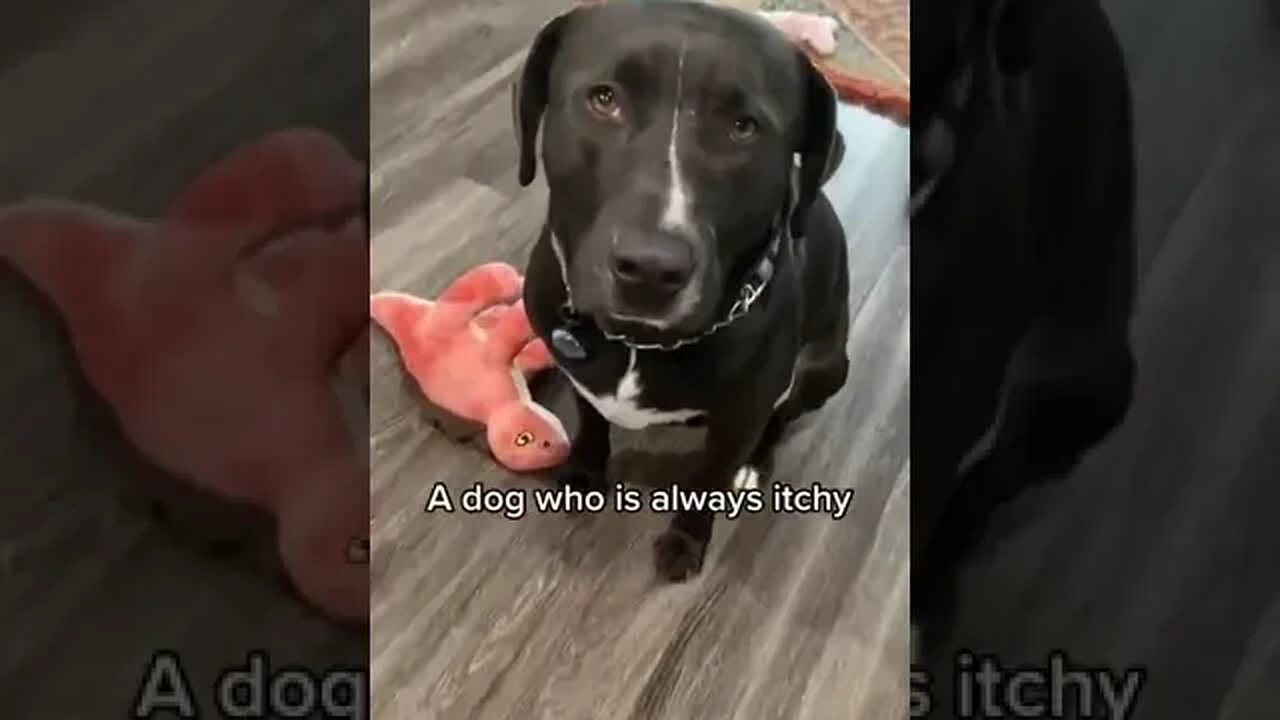 Dogs and their Funny Reactions #funnyanimalvideos #petvideos