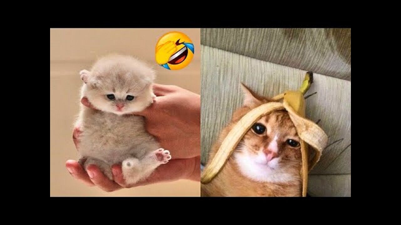 funny cats - funny dogs and cats videos 2024 😅 - best funniest animal videos of the week