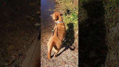 my dog (river) at the river.