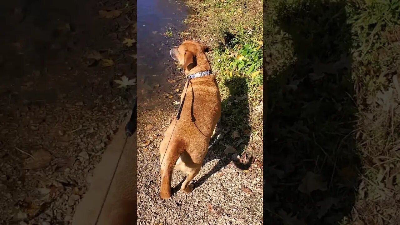 my dog (river) at the river.
