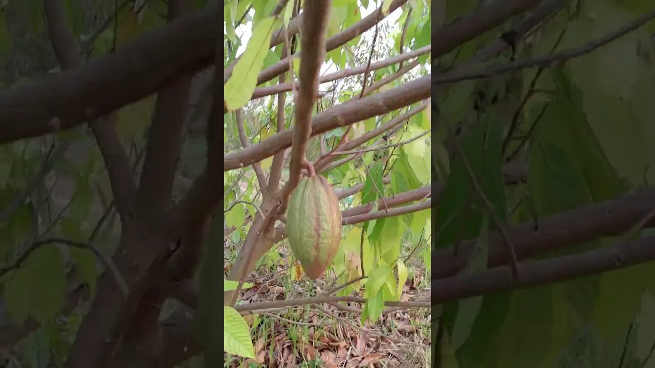 3 year old chocolate tree with cacao pods
