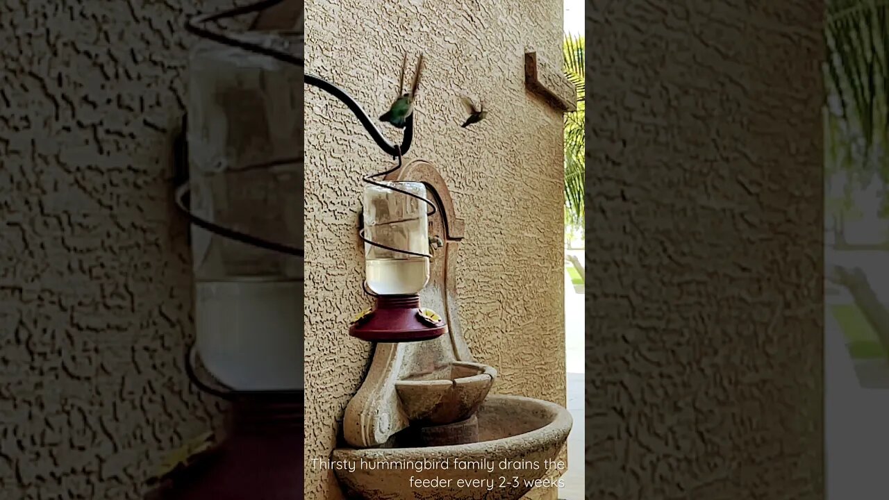 Thirsty hummingbird family in slow-mo!