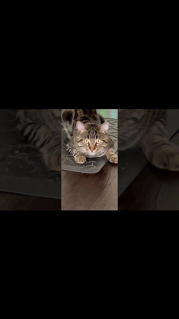 Kitty cat surprises me #cat #catsofyoutube