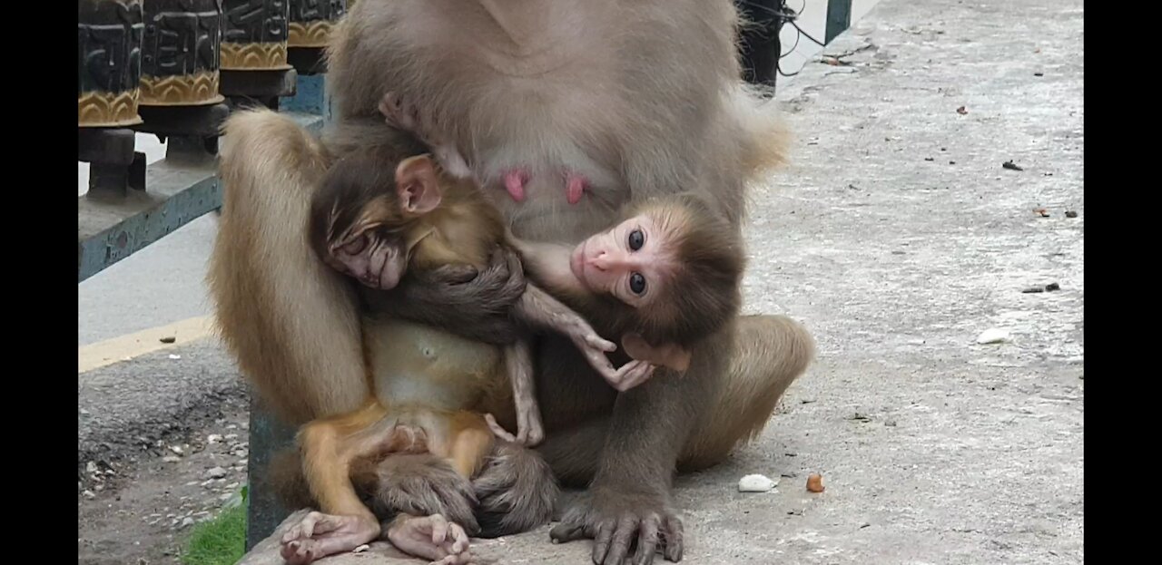 Mom monkey birth 2 cute twins baby and accidentally one goes to deatx || feeding radish