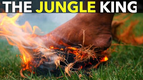 The Jungle King 👑