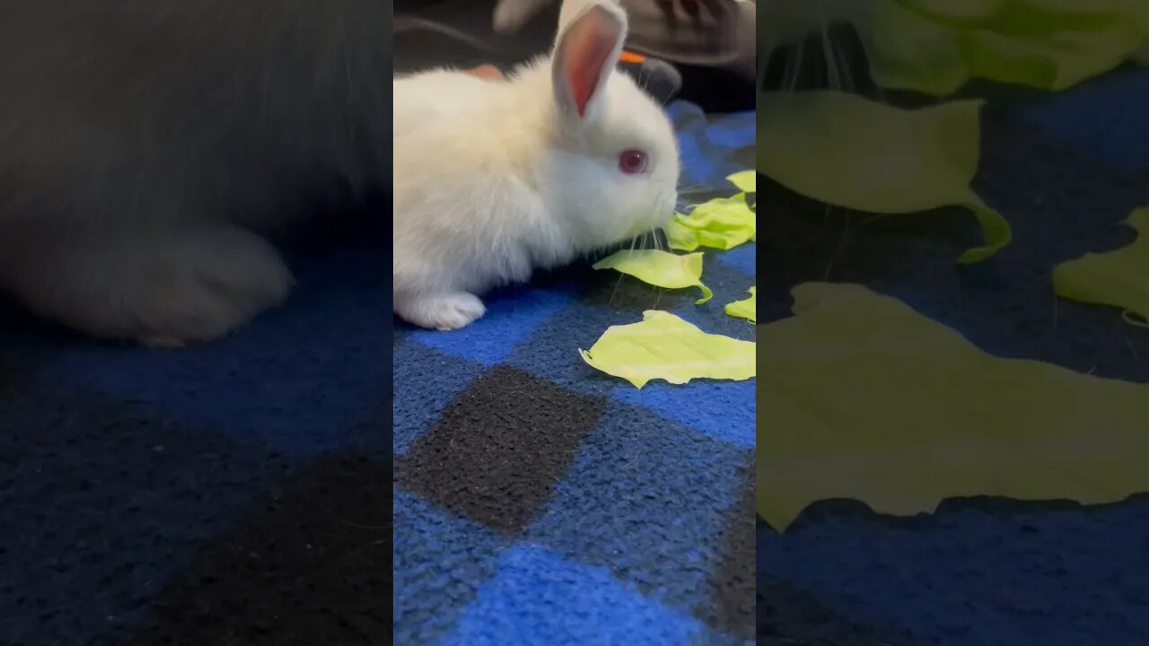 Watch this baby bunny NIBBLE lettuce ❤️ #shorts #animals