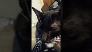 Moon pie says hi #shortsvideo #shorts #shortsfeed #smallyoutuber