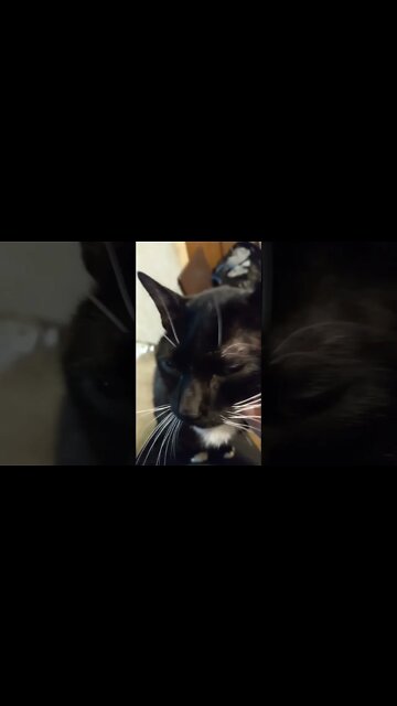 Moon pie says hi #shortsvideo #shorts #shortsfeed #smallyoutuber