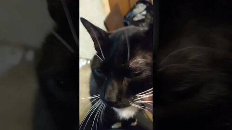 Moon pie says hi #shortsvideo #shorts #shortsfeed #smallyoutuber