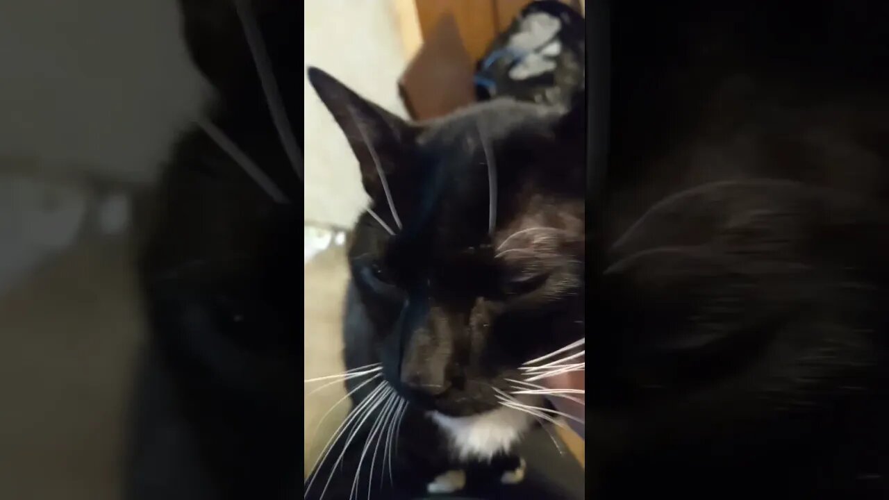 Moon pie says hi #shortsvideo #shorts #shortsfeed #smallyoutuber