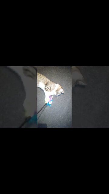 Lazy Cat Plays with Feather Wand #shorts