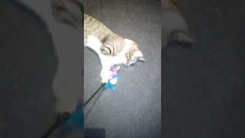 Lazy Cat Plays with Feather Wand #shorts