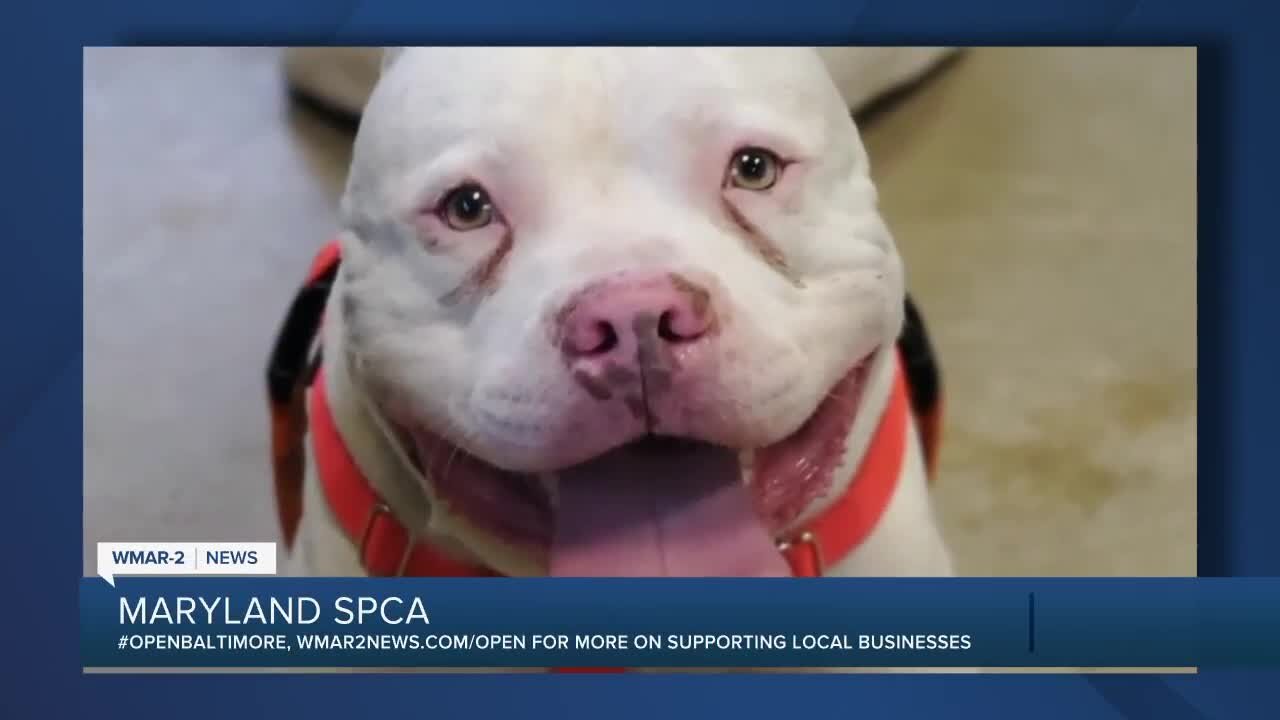 James the dog is looking for a new home at the Maryland SPCA