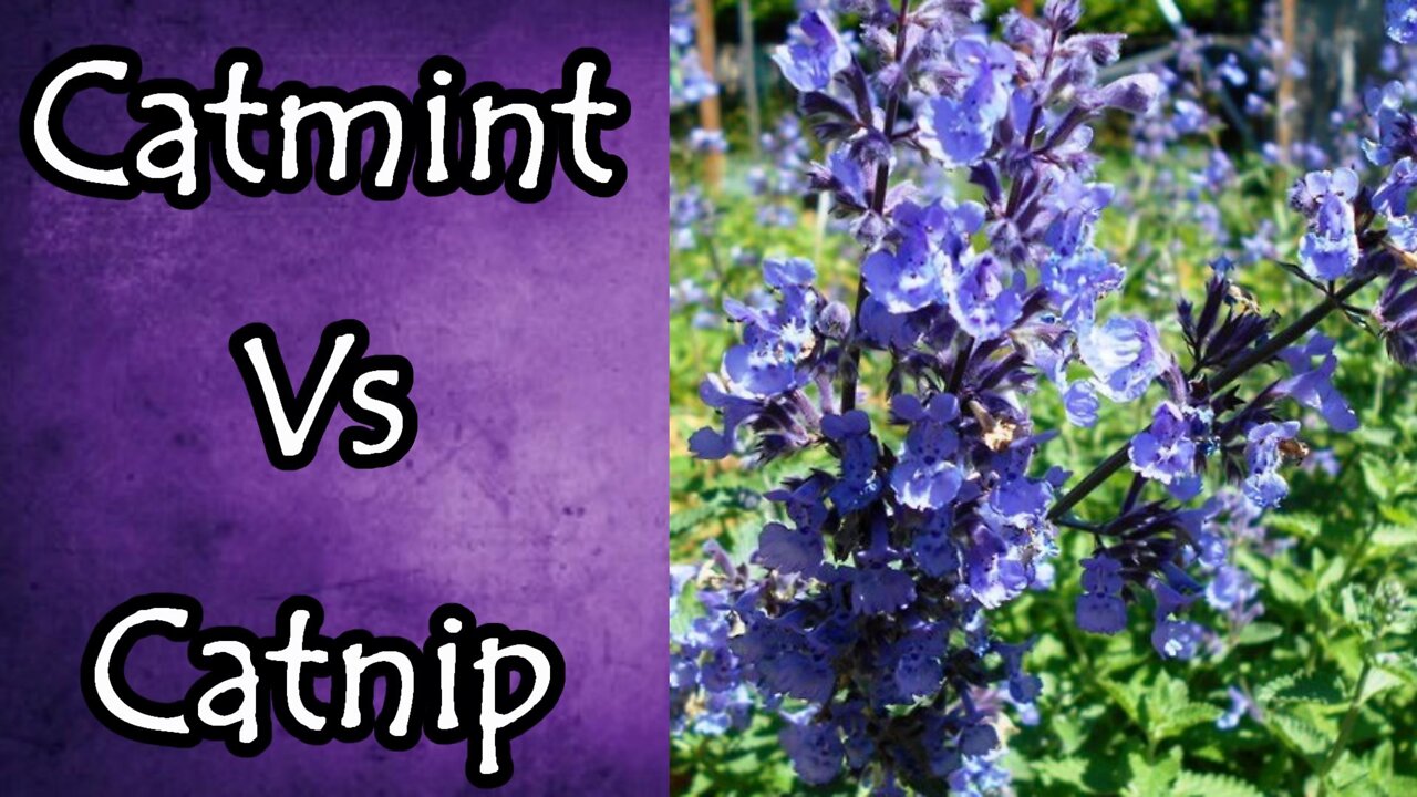 Catmint Vs Catnip and How to Tell the Difference