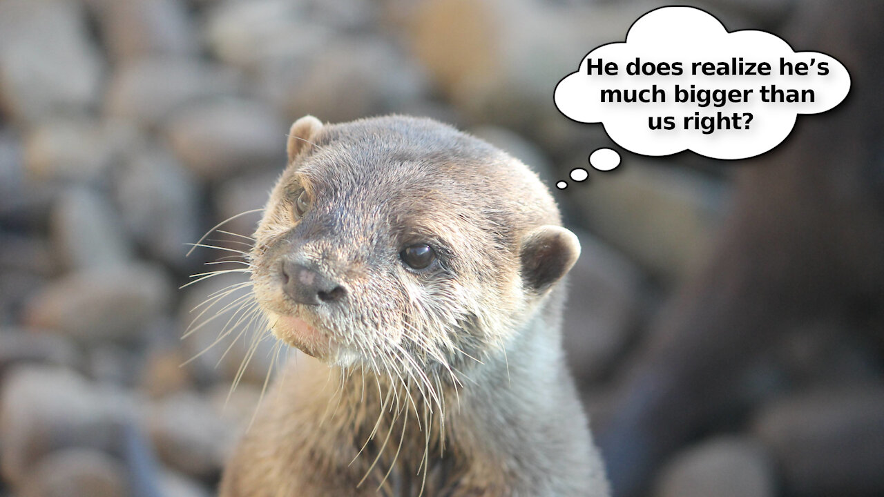 A Man Was Attacked by a Pack of Otters. He Actually Thought He Was Going to Die 🤔🤣