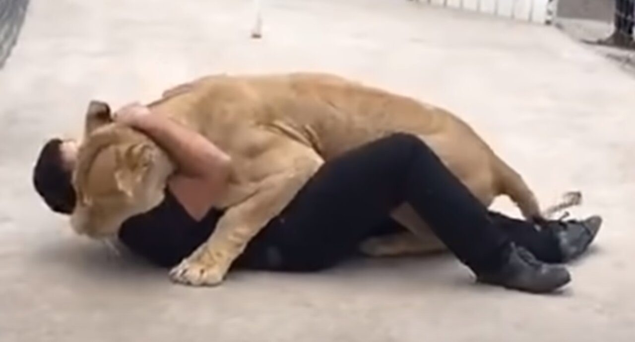 Lion Sees Her Adoptive Dad After 7 Years...