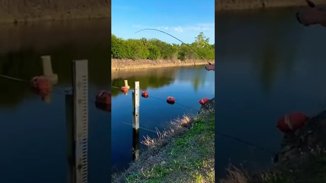 What fish is pulling this drag?