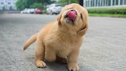 Funniest & Cutest Golden Retriever Puppies - 30 Minutes of Funny Puppy Videos