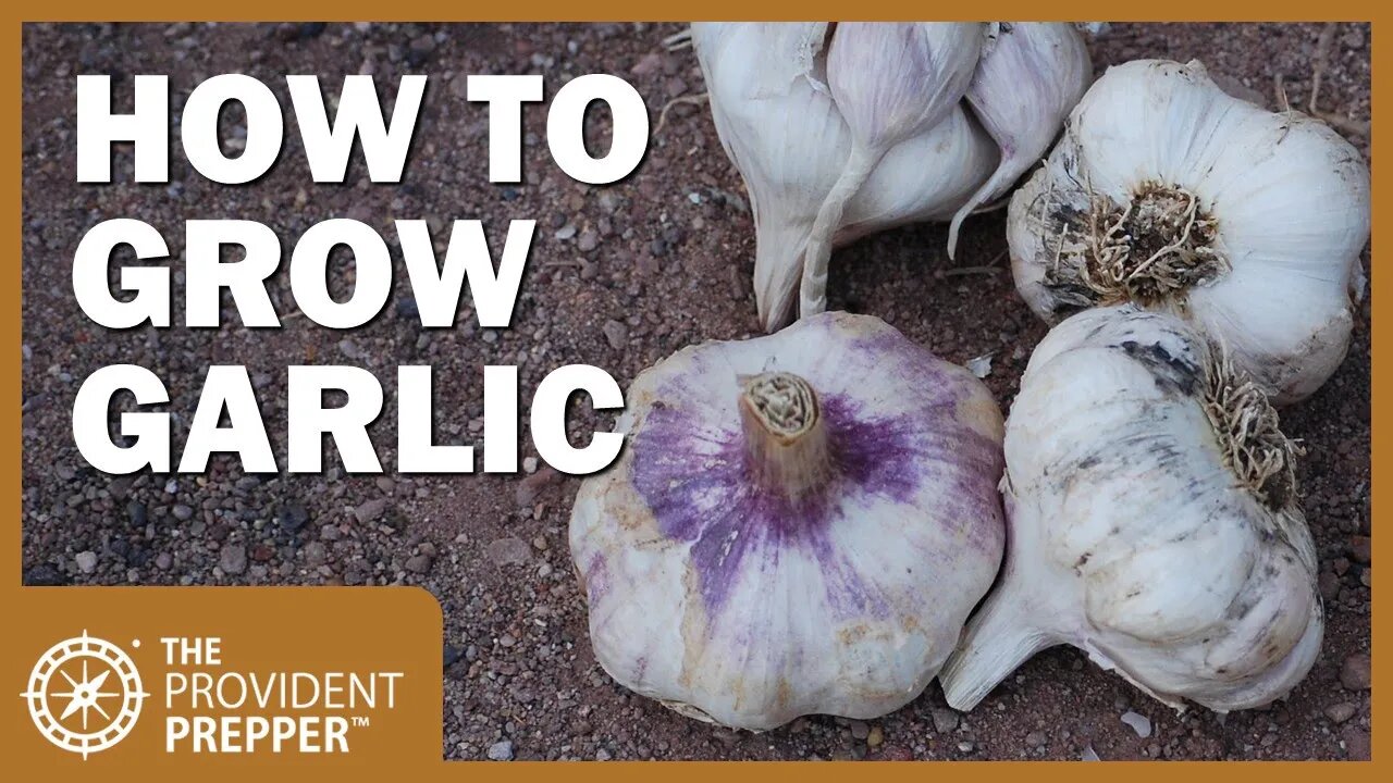 Garlic Is a Powerful Prepper Crop: How to Grow, Harvest and Store It