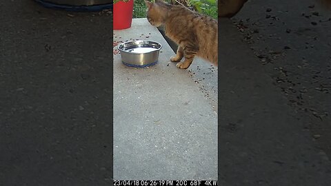 Ruby Cat Decides Not To Drink The Water! 😺