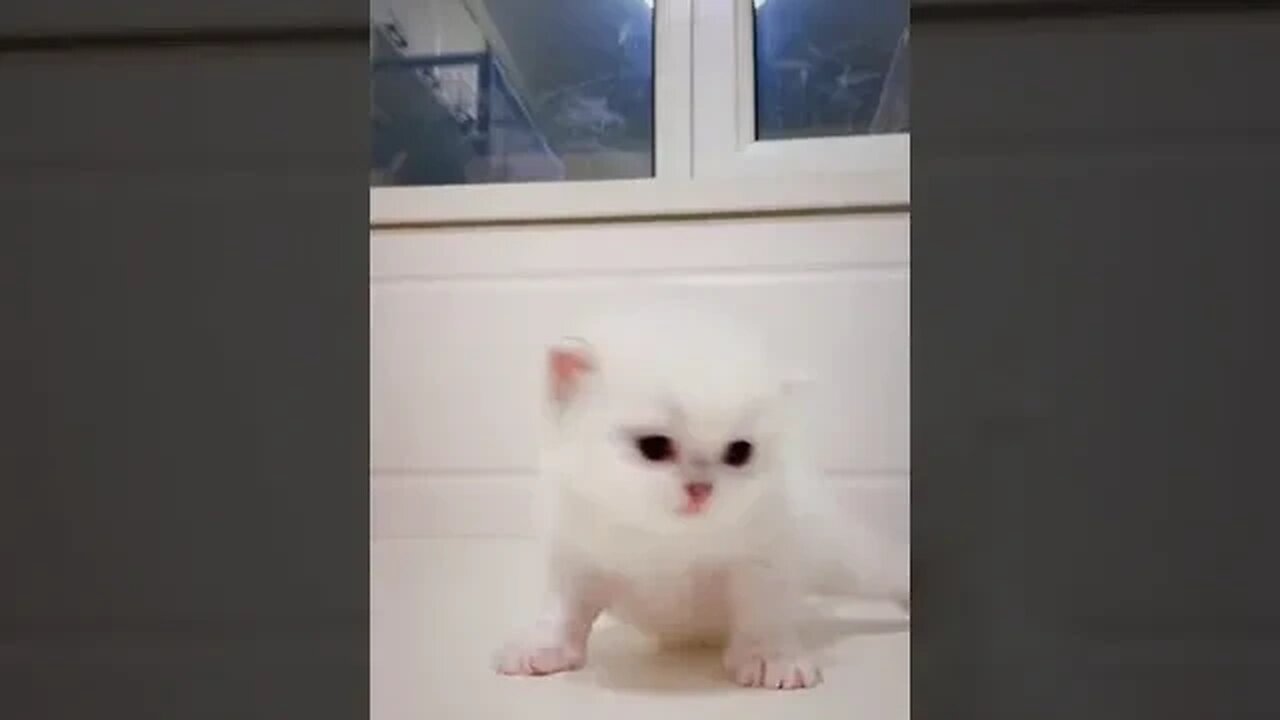 PLAYING CAT VIDEO MEAWWW