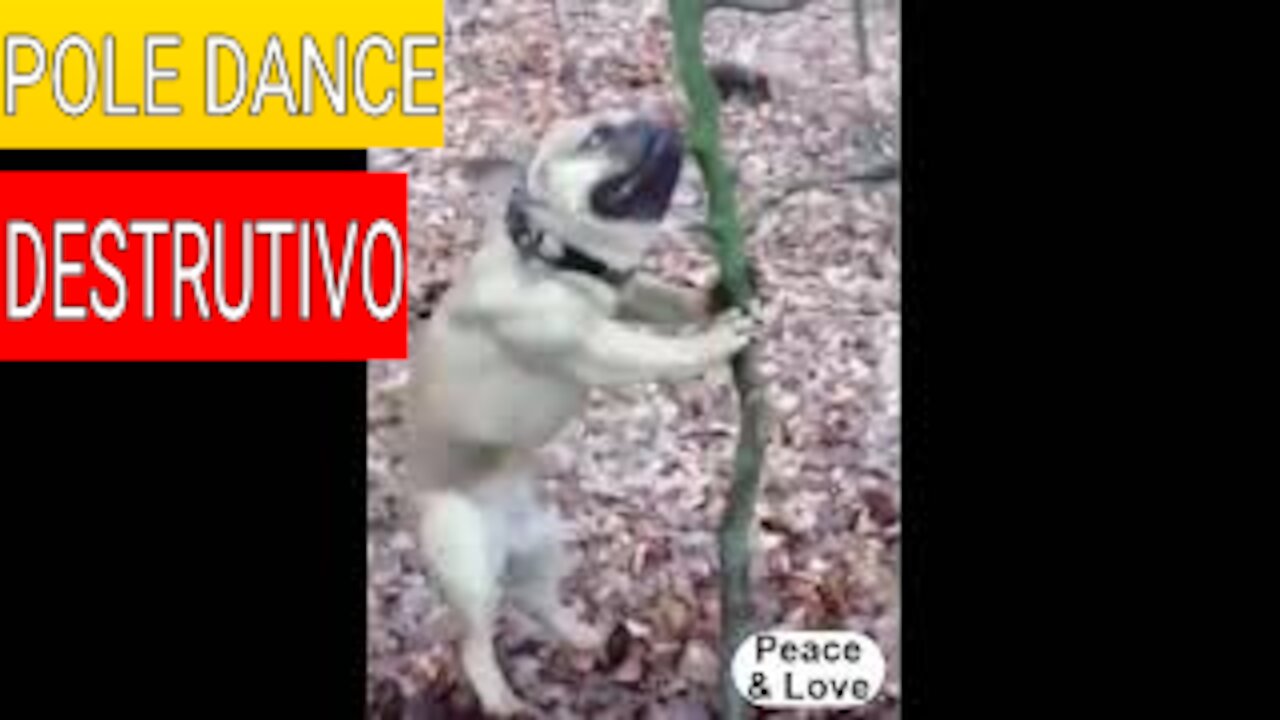 PUG DESTRÓI ÁRVORE ! MOMENTO ANIMAL #1