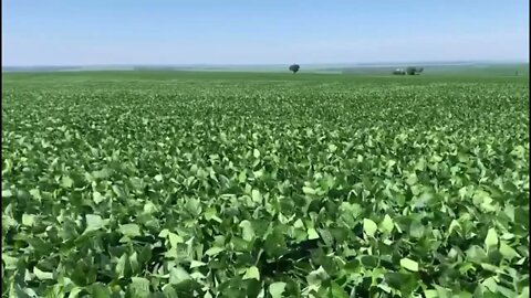 Soja verdinha e linda mostrada por Idelfonso Auseck , em Dr Camargo, Paraná