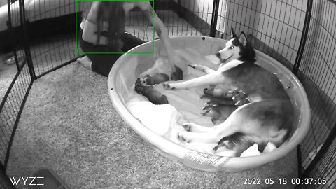 Puppy cam!