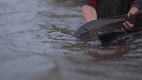 A man Releasing Caught Fish In The Pond