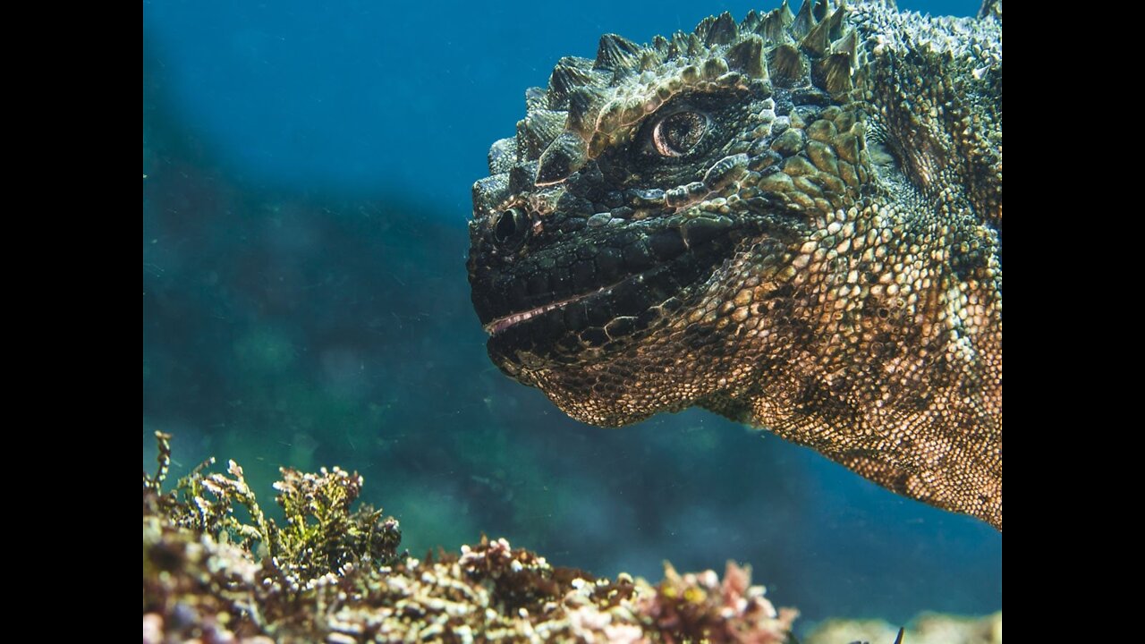 The sea iguana