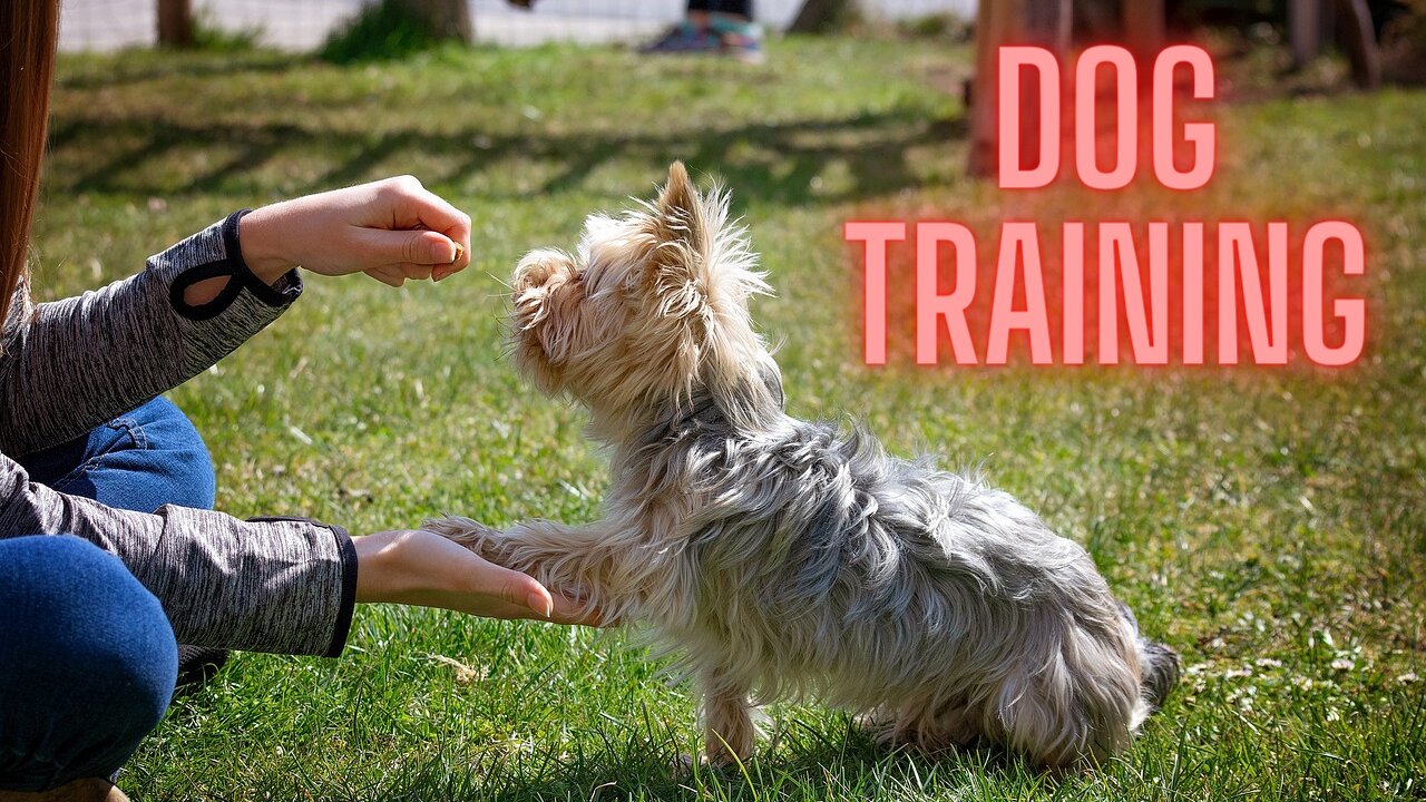 Basic Dog Training – TOP 10 Essential Commands Every Dog Should Know