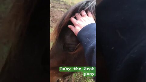 Arab pony eats winter hay