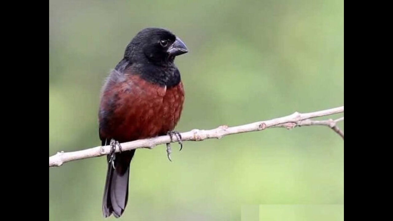 Bullfinch - adorable singing bird - by nature