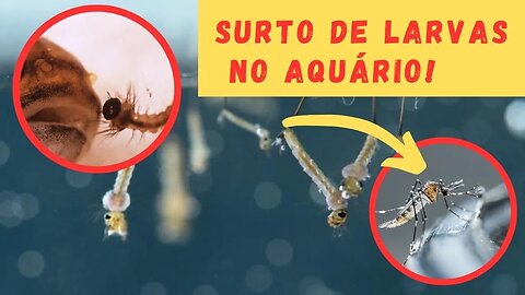 🔴 PLATI no COMBATE à Zika Dengue e Chikungunya - Infestação de Larvas de Mosquito