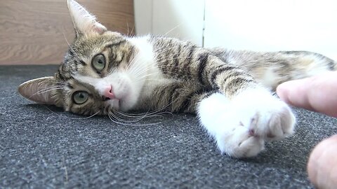 Calm Cat Sleeps on the Floor