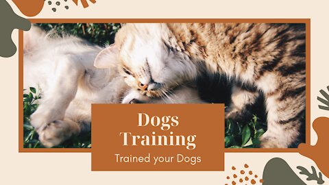 Teach ANY dog to walk nice on the leash | 5 MINUTE DOG TRAINING RESULTS!