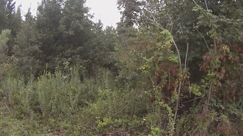 SC Deer Hunting W/Dogs 2022 Bad Day To Be A Buck!!-15