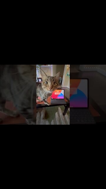 Cat turns on iPad screen #catsofyoutube
