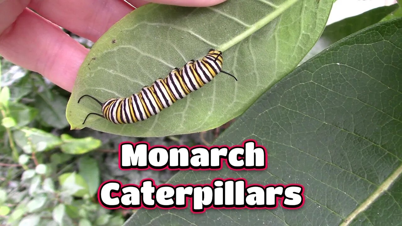 Monarch Caterpillars And Cicada Sounds! 🦋