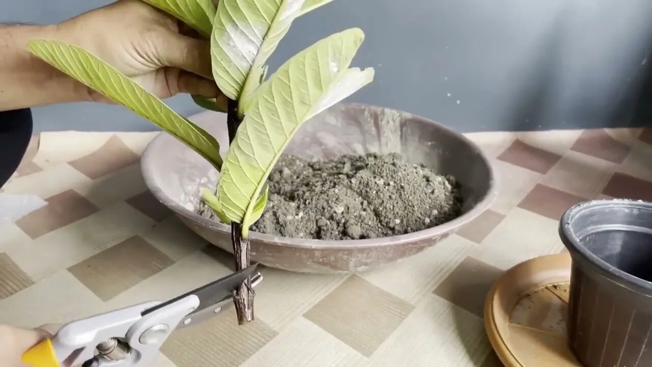 How To Grow Guava Tree Small Cutting with Leaf