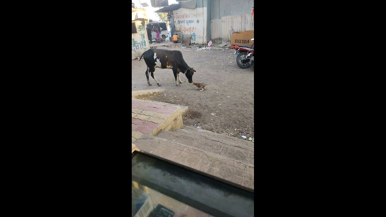 cow and dog playing