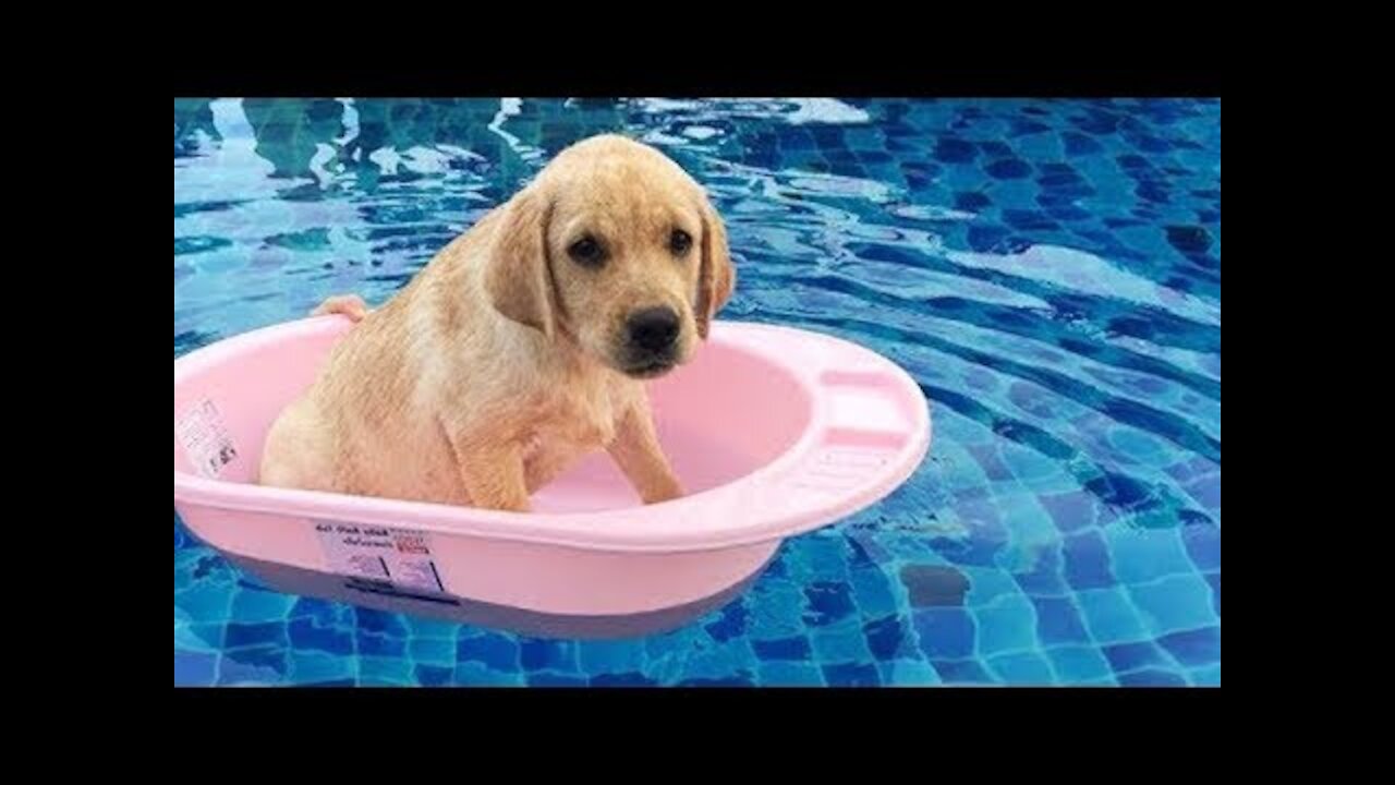 Super Cute ♡ Best Funny Cats & Dogs Compilation n°20