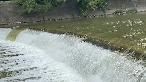 2021 Salmon run Humber River 42